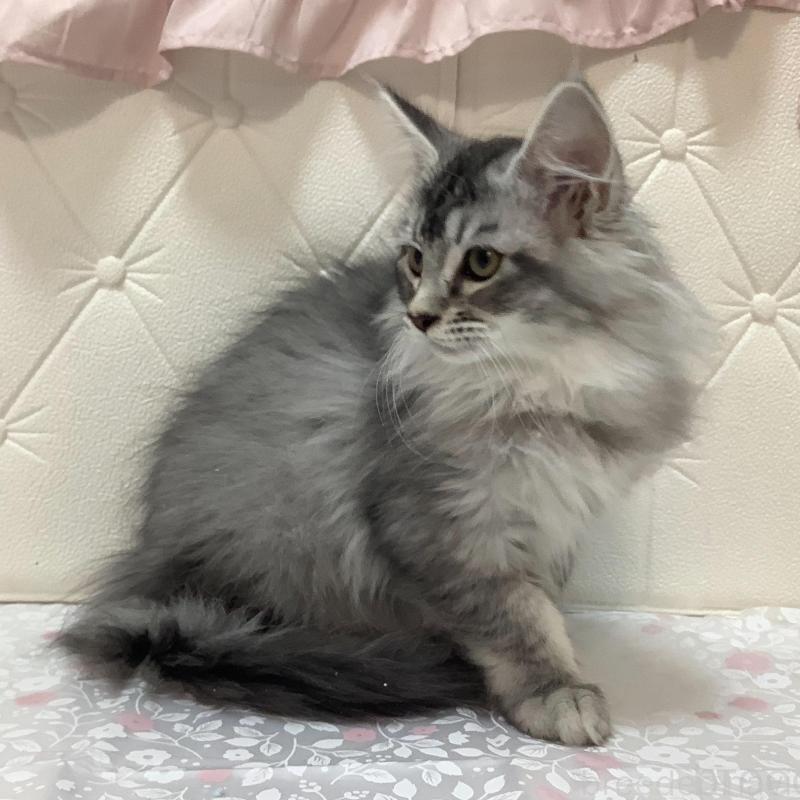 販売中の群馬県のメインクーン-130254の2枚目