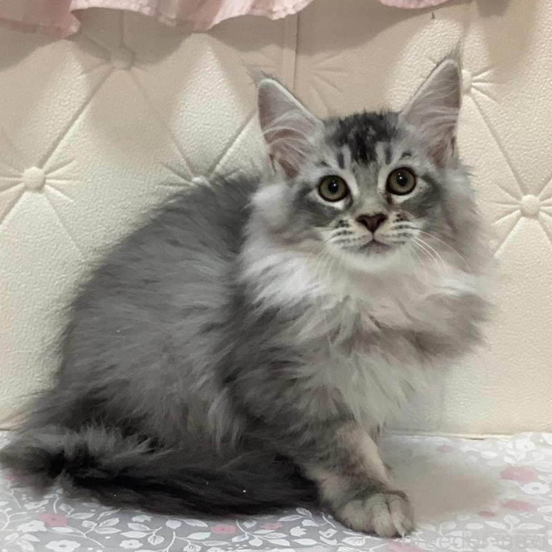 販売中の群馬県のメインクーン-130254の1枚目