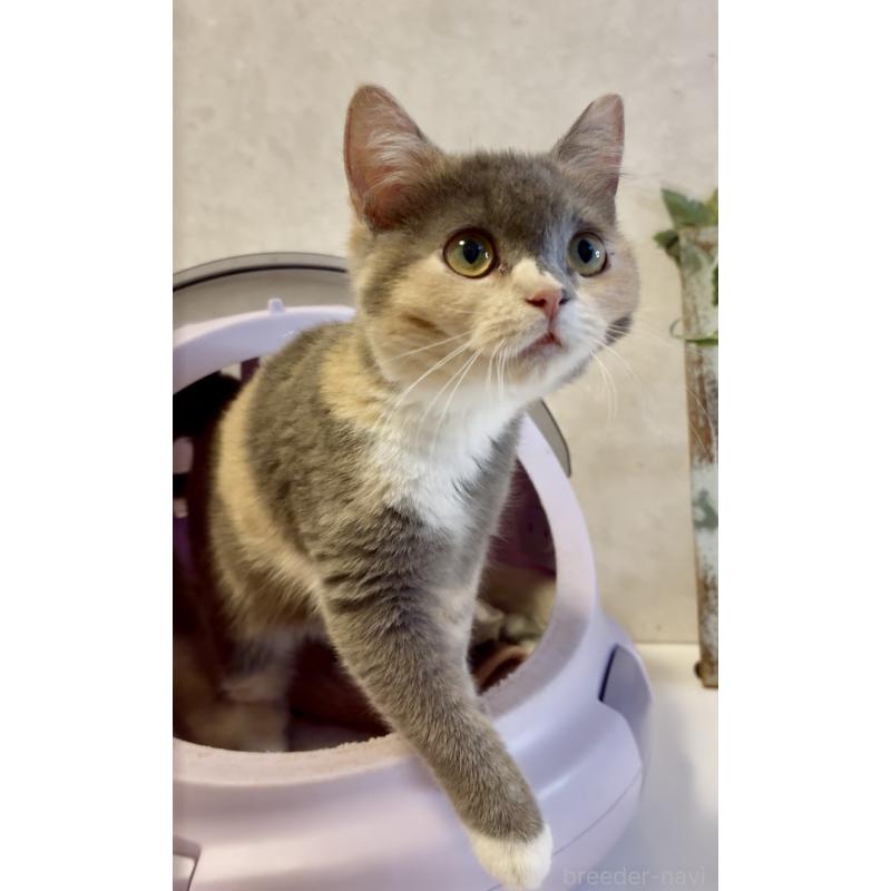 商談中の大阪府のスコティッシュフォールド(折れ耳)-118265の4枚目