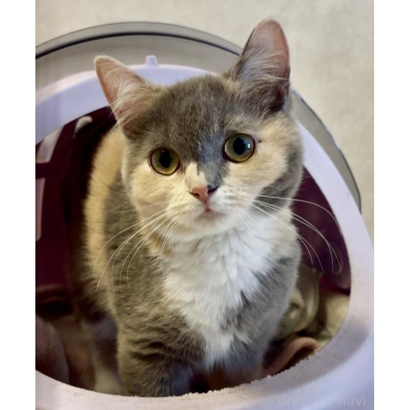 商談中の大阪府のスコティッシュフォールド(折れ耳)-118265の3枚目