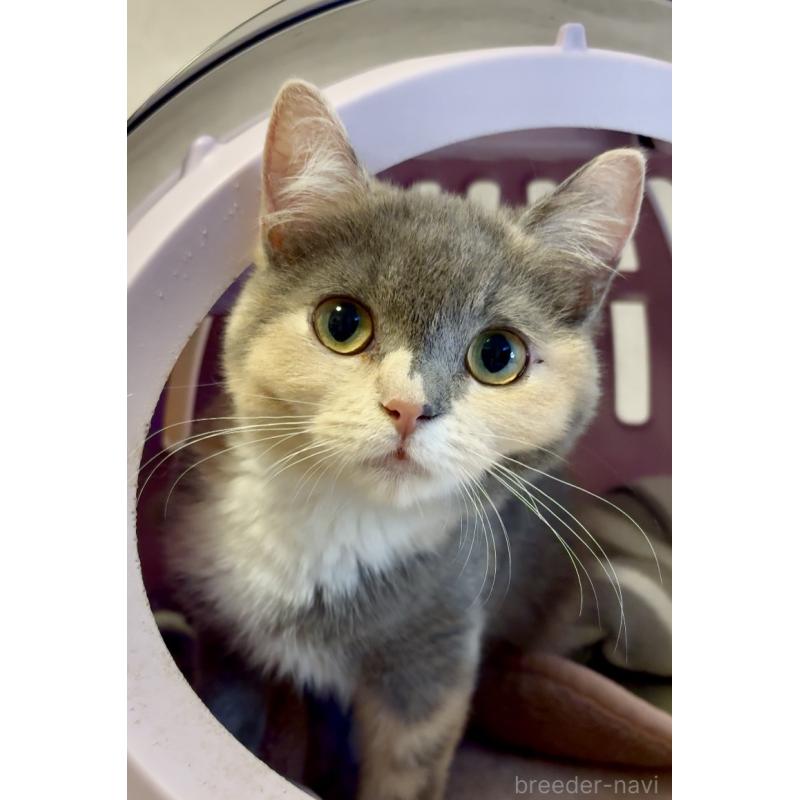 商談中の大阪府のスコティッシュフォールド(折れ耳)-118265