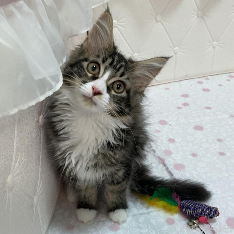 販売中の群馬県のメインクーン-130255の1枚目