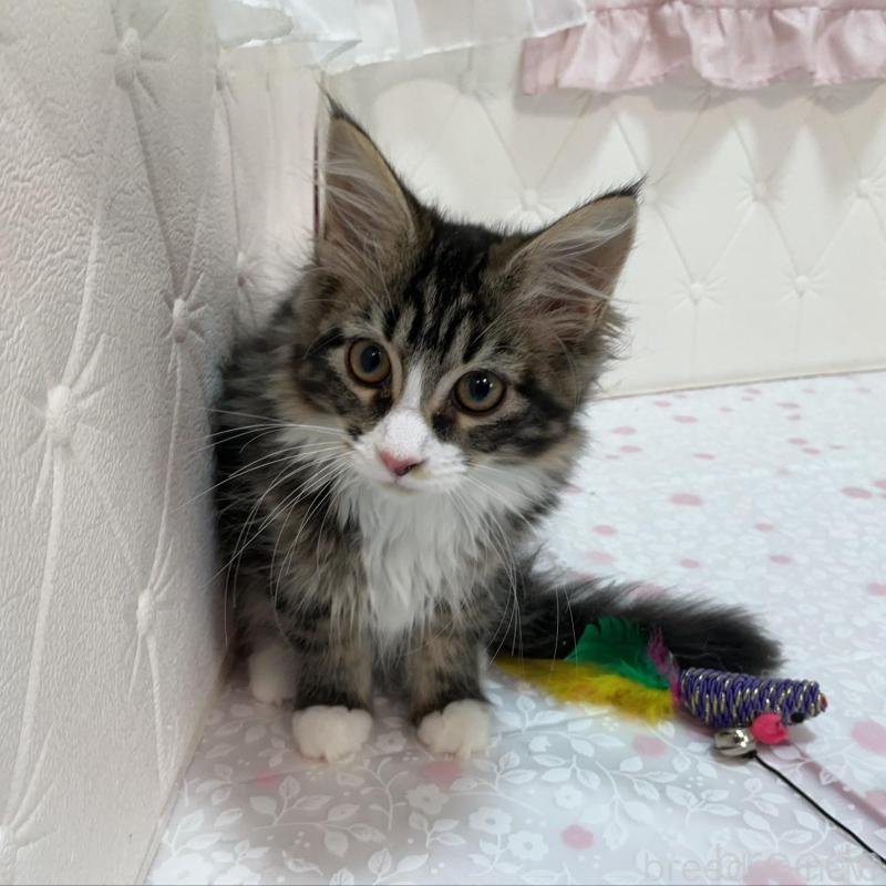 販売中の群馬県のメインクーン-130255の5枚目