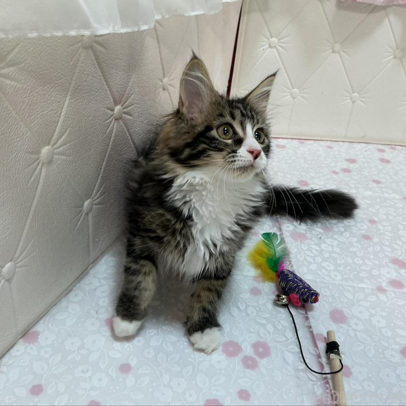 販売中の群馬県のメインクーン-130255の4枚目