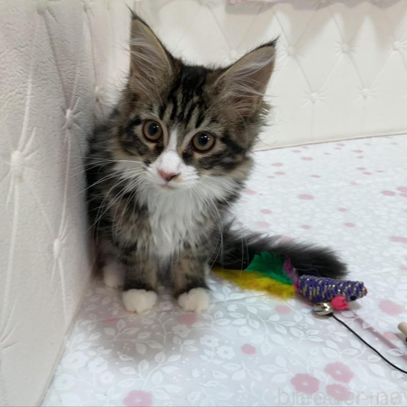 販売中の群馬県のメインクーン-130255の3枚目