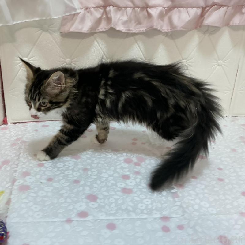 販売中の群馬県のメインクーン-130255の2枚目