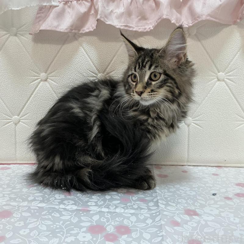 販売中の群馬県のメインクーン-130256の4枚目