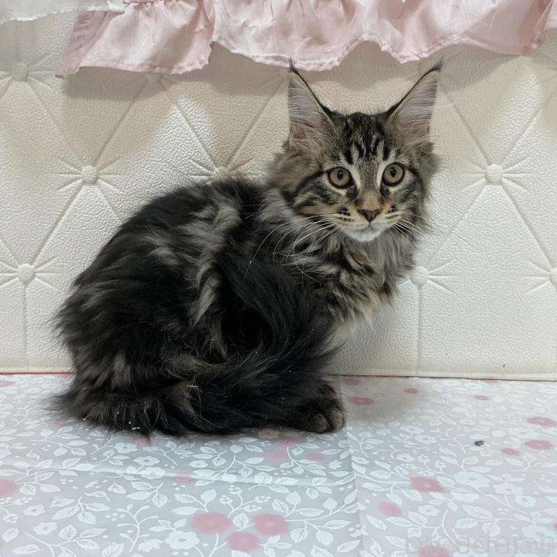 販売中の群馬県のメインクーン-130256の3枚目