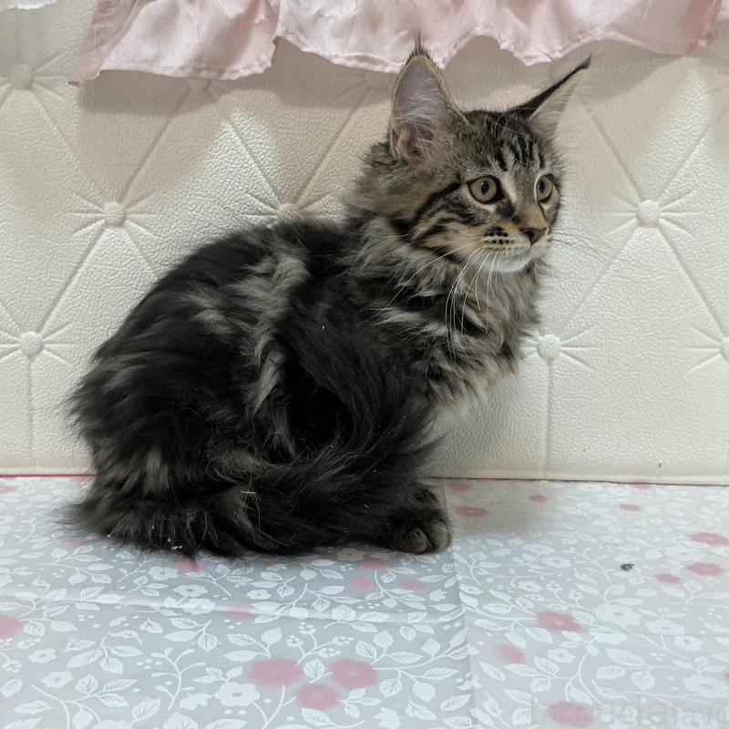 販売中の群馬県のメインクーン-130256の2枚目