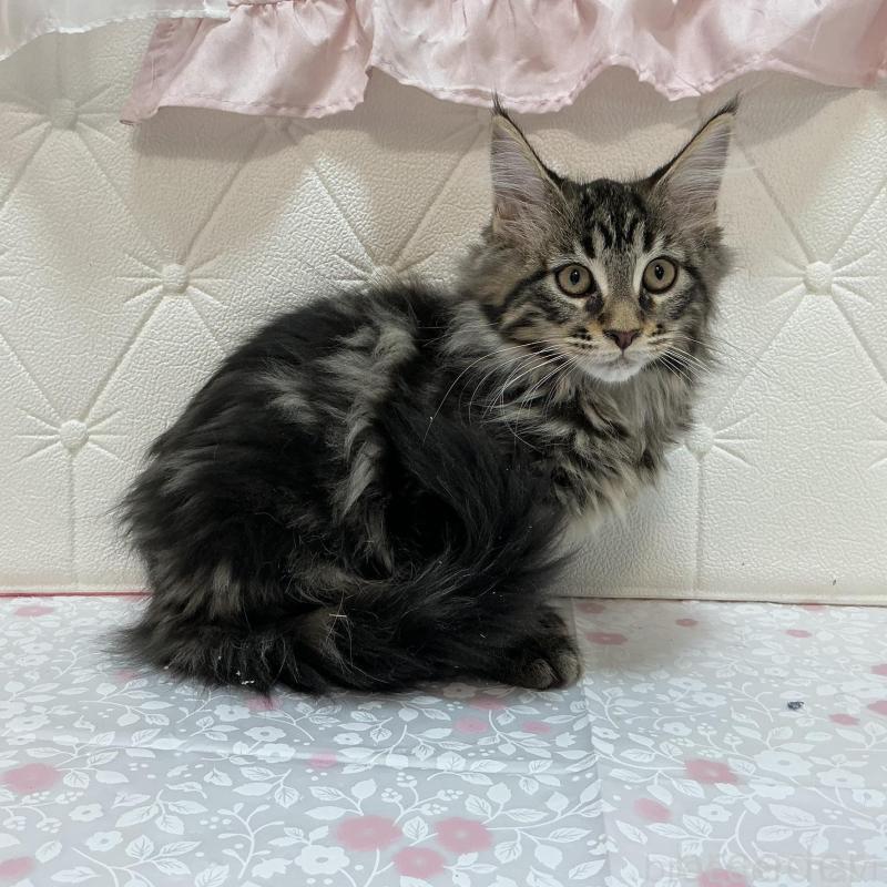 販売中の群馬県のメインクーン-130256