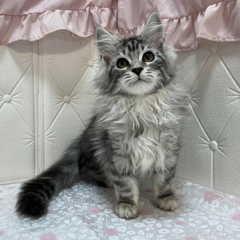 販売中の群馬県のメインクーン-130257