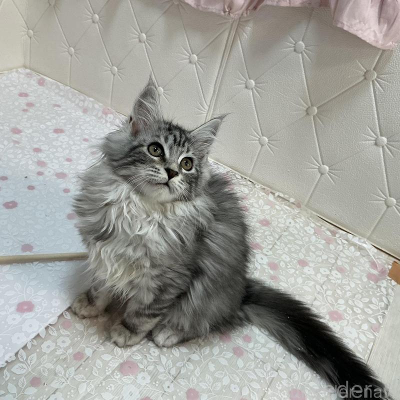 販売中の群馬県のメインクーン-130257の4枚目