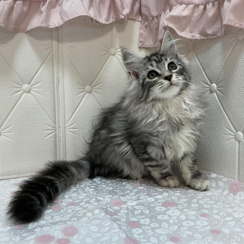 販売中の群馬県のメインクーン-130257の3枚目