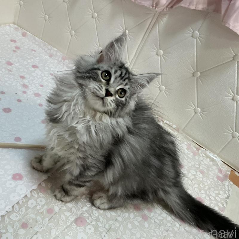 販売中の群馬県のメインクーン-130257の2枚目