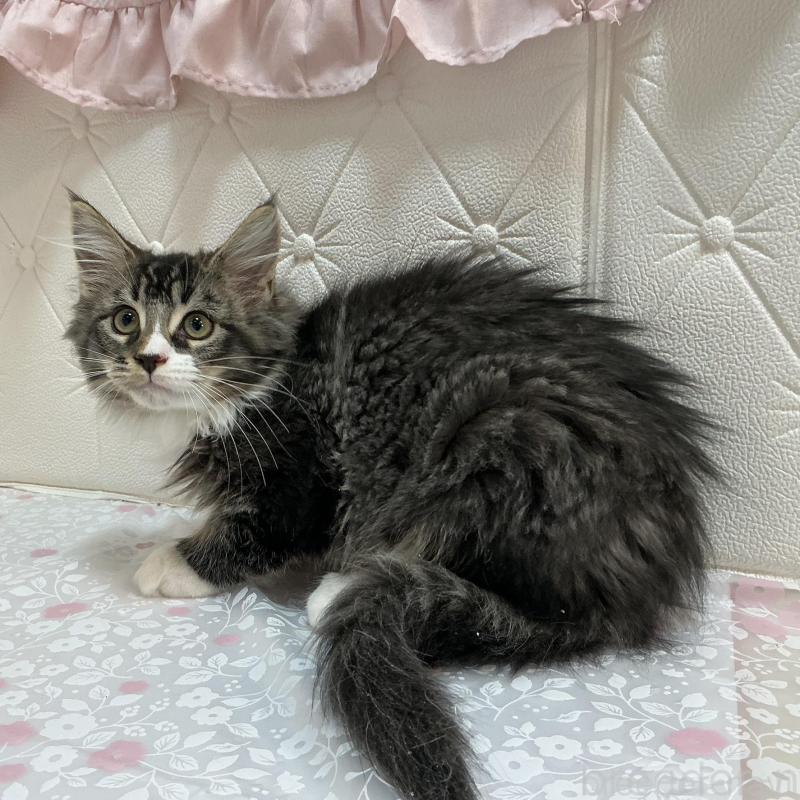 販売中の群馬県のメインクーン-130258の5枚目