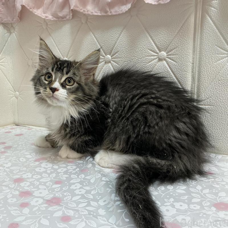 販売中の群馬県のメインクーン-130258の4枚目