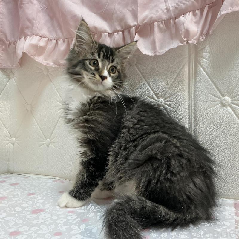 販売中の群馬県のメインクーン-130258の3枚目