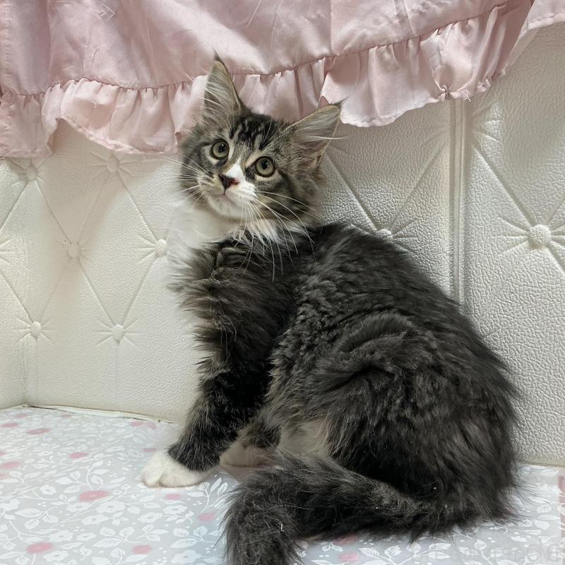 販売中の群馬県のメインクーン-130258