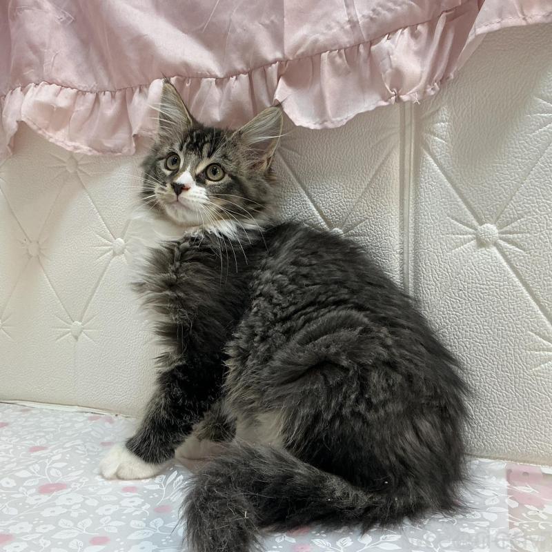 販売中の群馬県のメインクーン-130258の2枚目