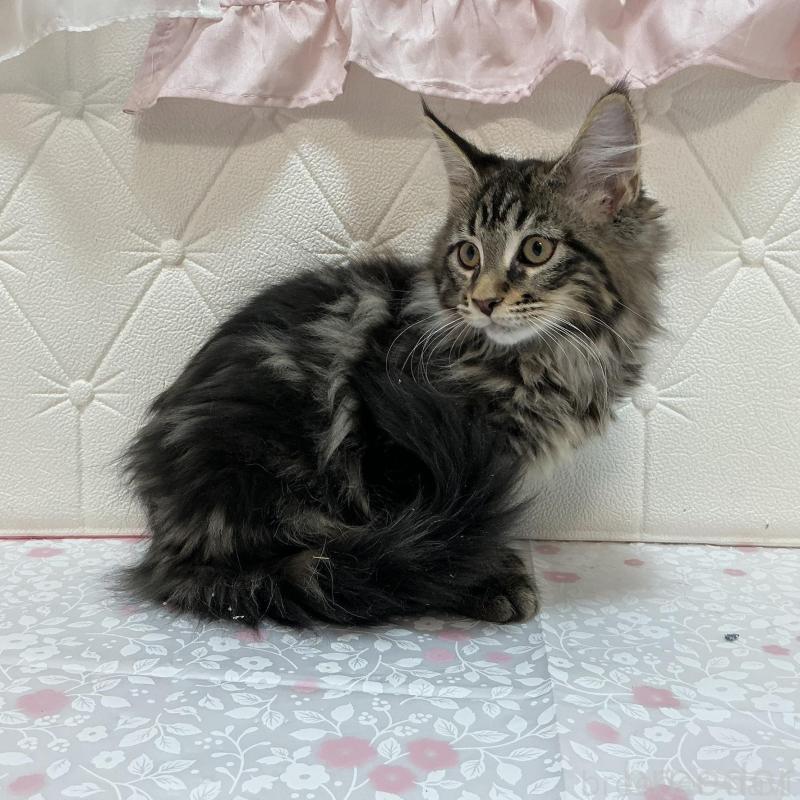 販売中の群馬県のメインクーン-130259の5枚目