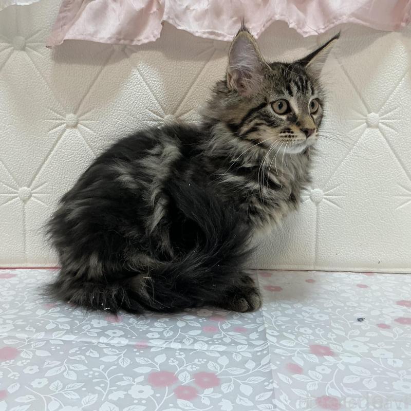 販売中の群馬県のメインクーン-130259の4枚目