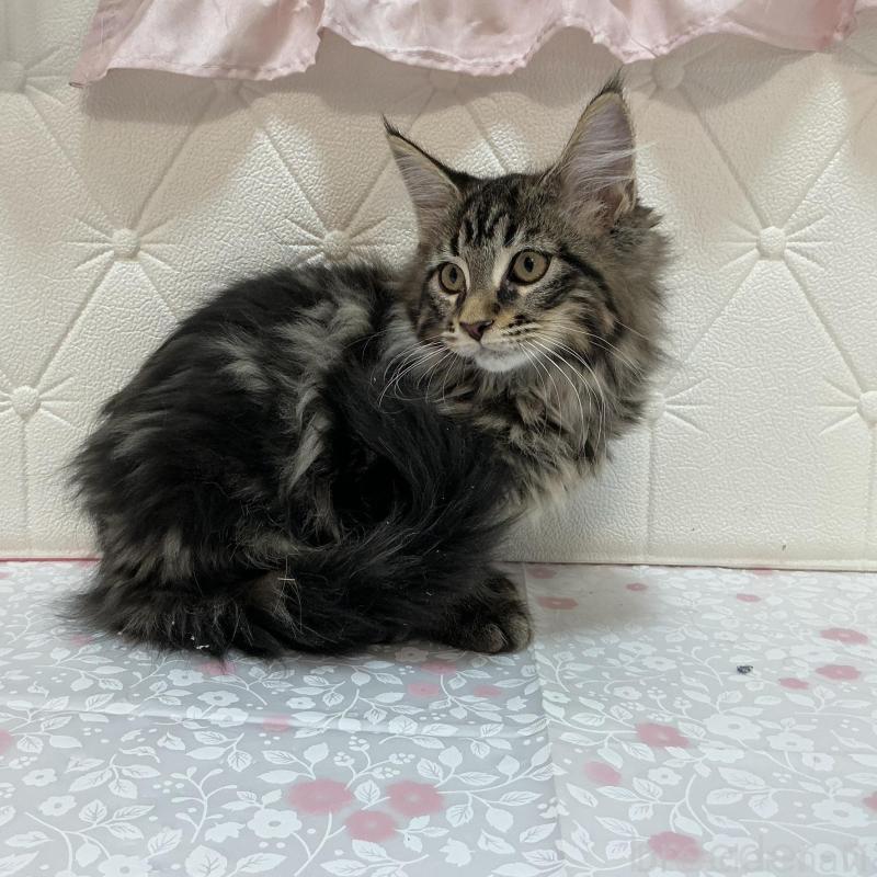 販売中の群馬県のメインクーン-130259の3枚目