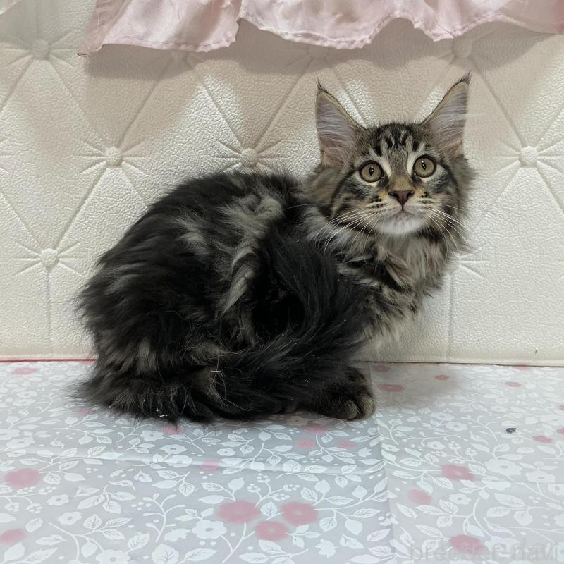 販売中の群馬県のメインクーン-130259