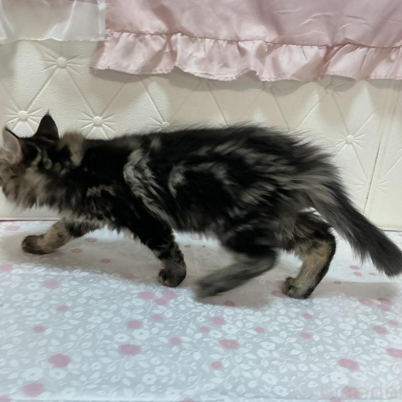 販売中の群馬県のメインクーン-130259の2枚目