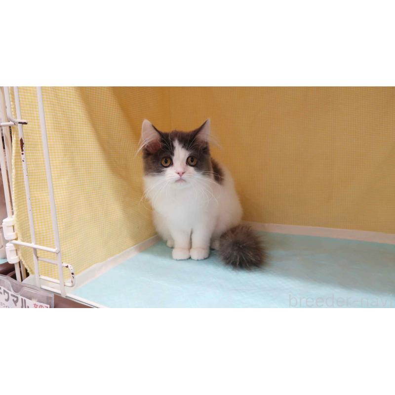 販売中の東京都のミヌエット-125910の4枚目