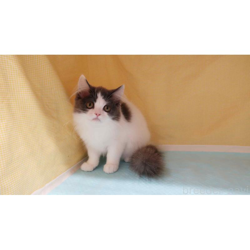 販売中の東京都のミヌエット-125910の3枚目