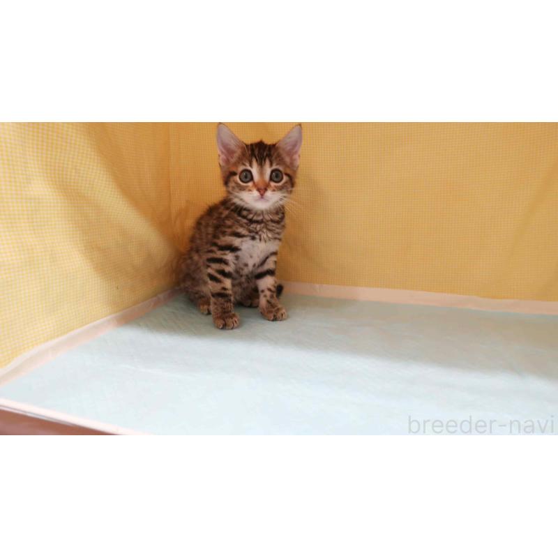 成約済の東京都のマンチカン-129551の4枚目