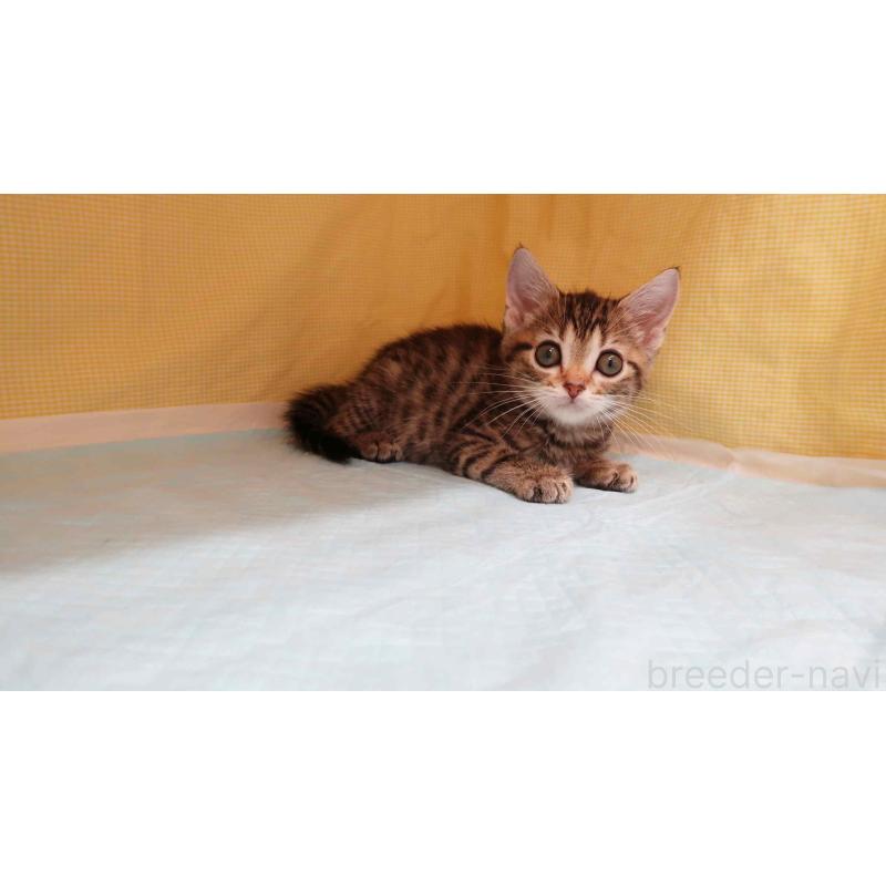 成約済の東京都のマンチカン-129551の3枚目