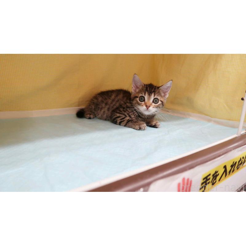 成約済の東京都のマンチカン-129551の2枚目