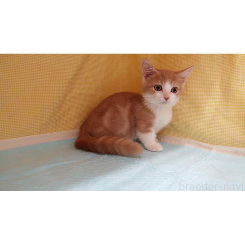 成約済の東京都のマンチカン(短足)-129041の5枚目