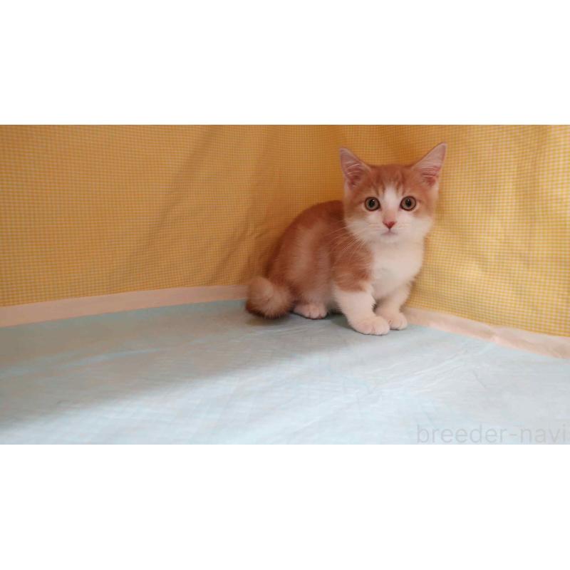 成約済の東京都のマンチカン(短足)-129041の4枚目