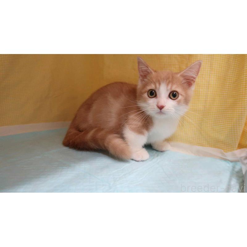 成約済の東京都のマンチカン(短足)-129041の3枚目