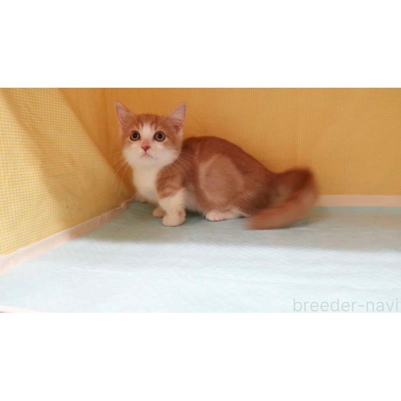 成約済の東京都のマンチカン(短足)-129041の2枚目