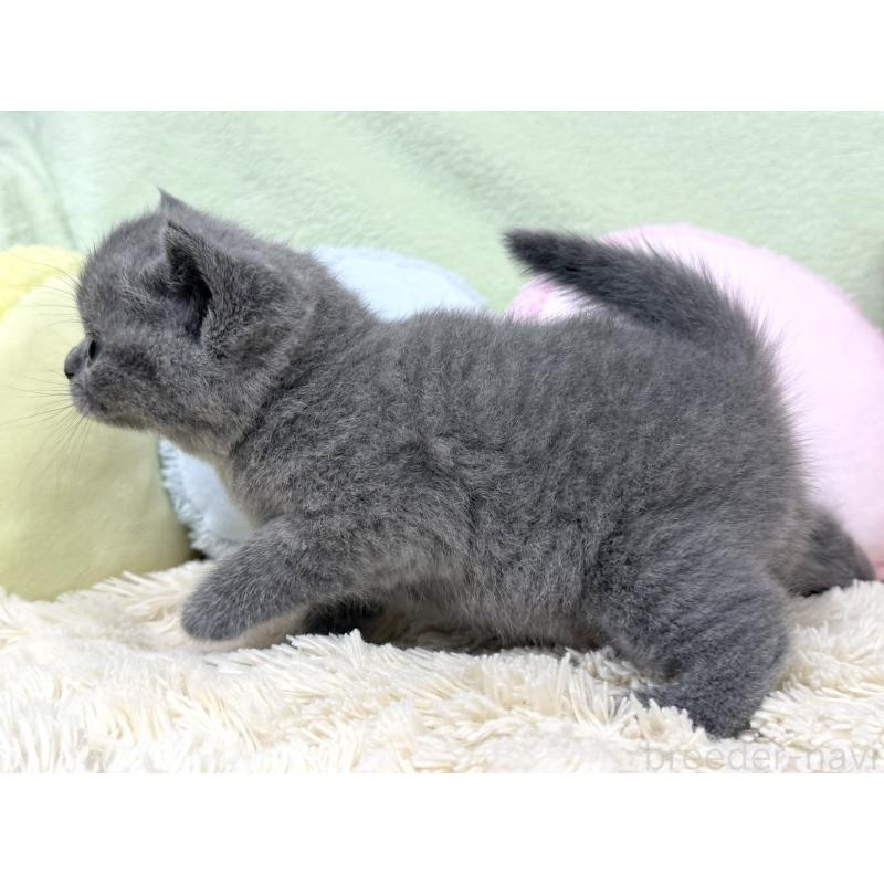 販売中の大阪府のブリティッシュショートヘア-130260の6枚目