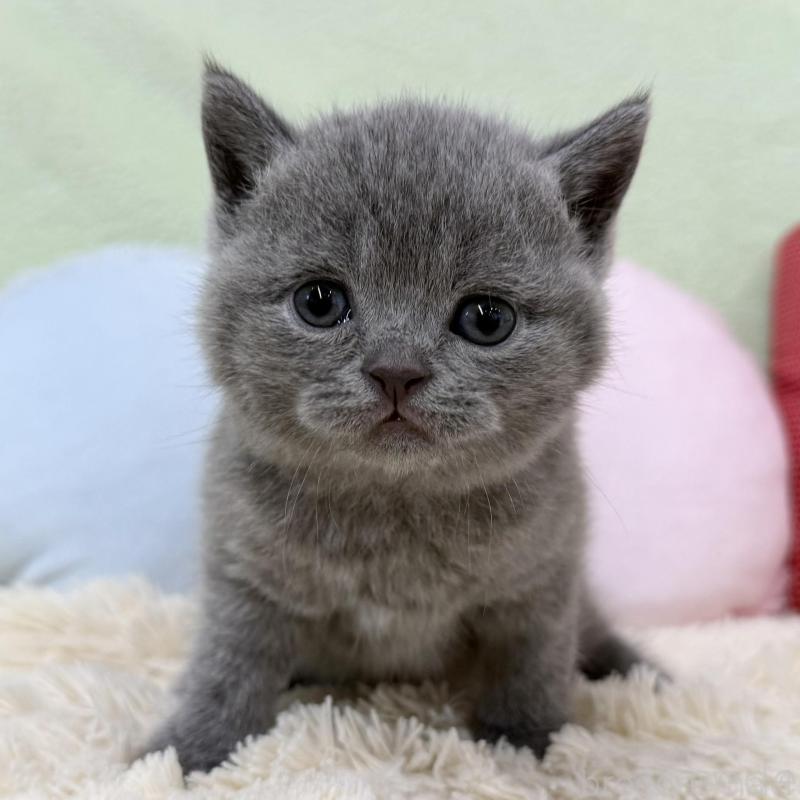 販売中の大阪府のブリティッシュショートヘア-130260の1枚目