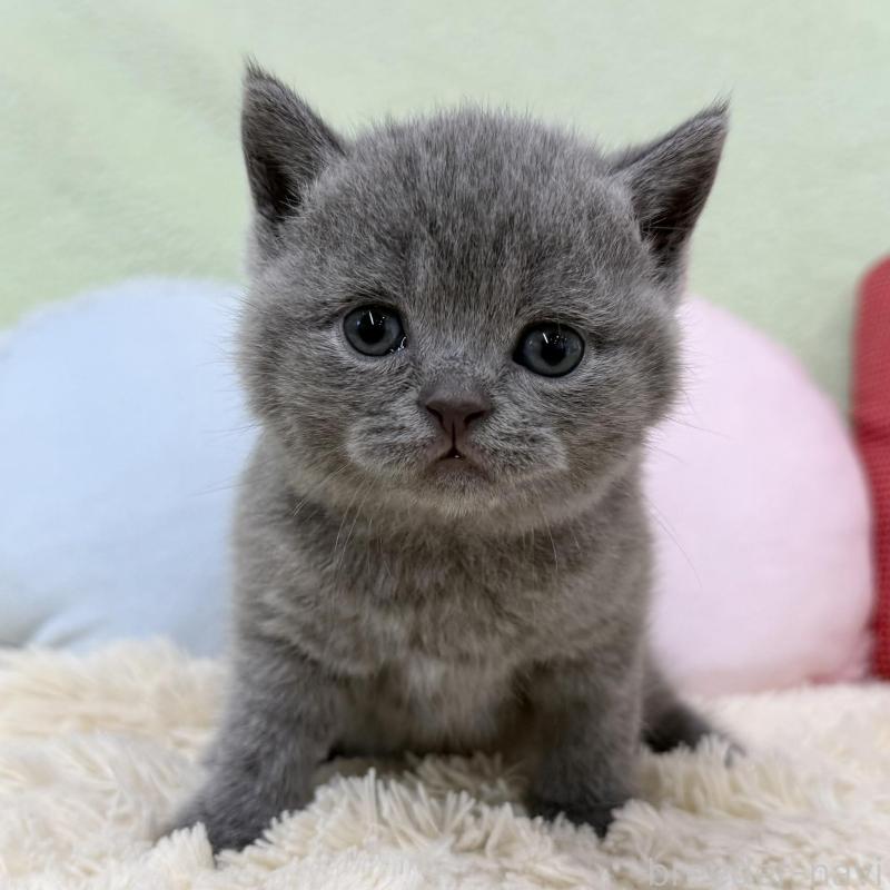 販売中の大阪府のブリティッシュショートヘア-130260の5枚目