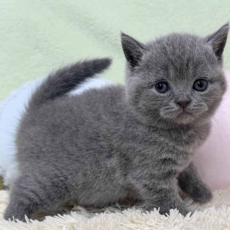 販売中の大阪府のブリティッシュショートヘア-130260の4枚目