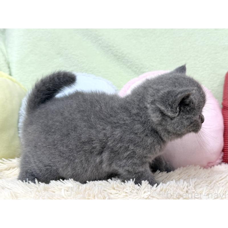 販売中の大阪府のブリティッシュショートヘア-130260の3枚目