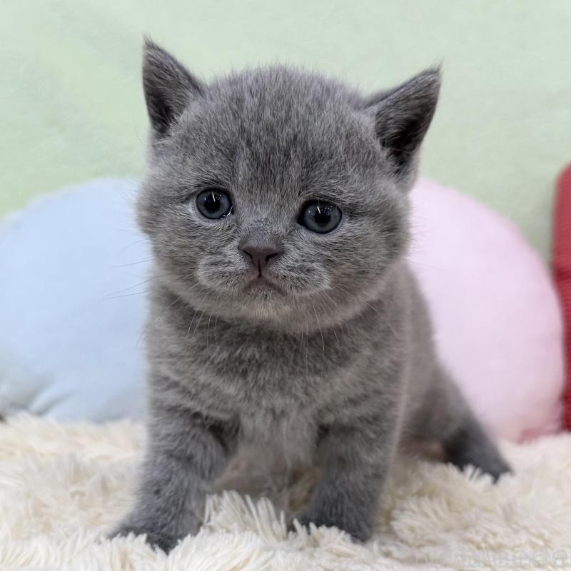 販売中の大阪府のブリティッシュショートヘア-130260の2枚目