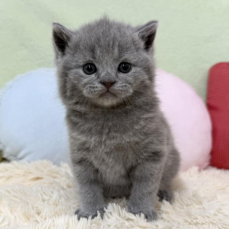 販売中の大阪府のブリティッシュショートヘア-130261