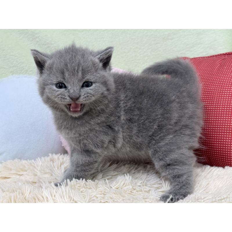 販売中の大阪府のブリティッシュショートヘア-130261の6枚目