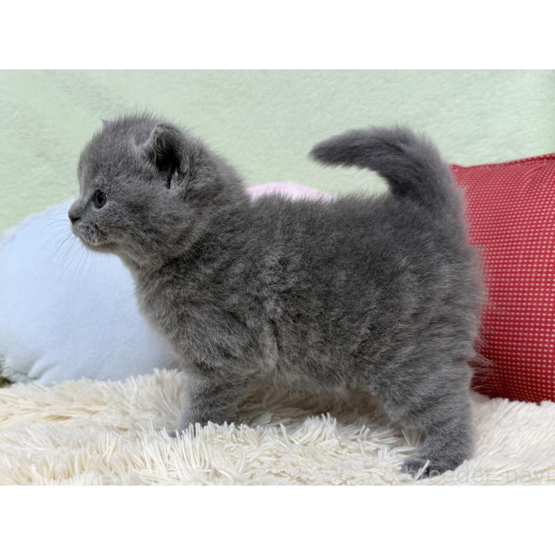 販売中の大阪府のブリティッシュショートヘア-130261の5枚目