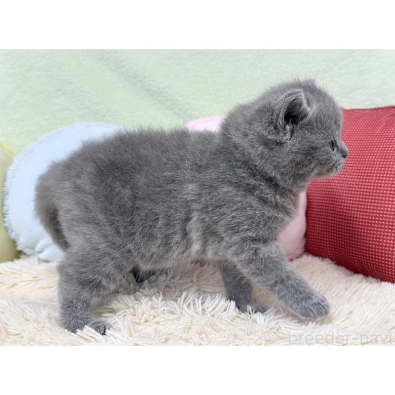 販売中の大阪府のブリティッシュショートヘア-130261の4枚目