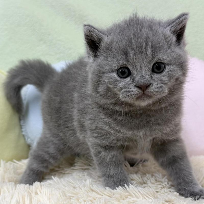 販売中の大阪府のブリティッシュショートヘア-130261の3枚目