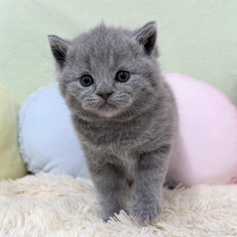 販売中の大阪府のブリティッシュショートヘア-130261の2枚目