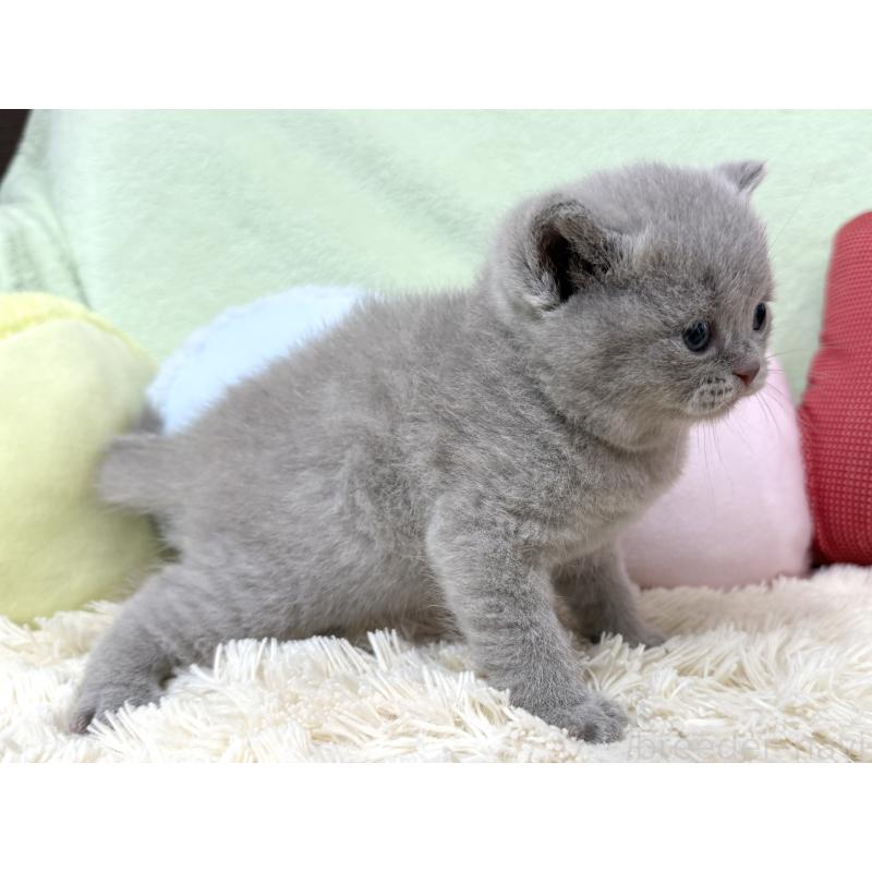 販売中の大阪府のブリティッシュショートヘア-130262の6枚目